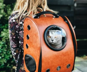 raoul-droog-Ea8rP2Ebp_4-unsplash_optimized Proin Sagittis